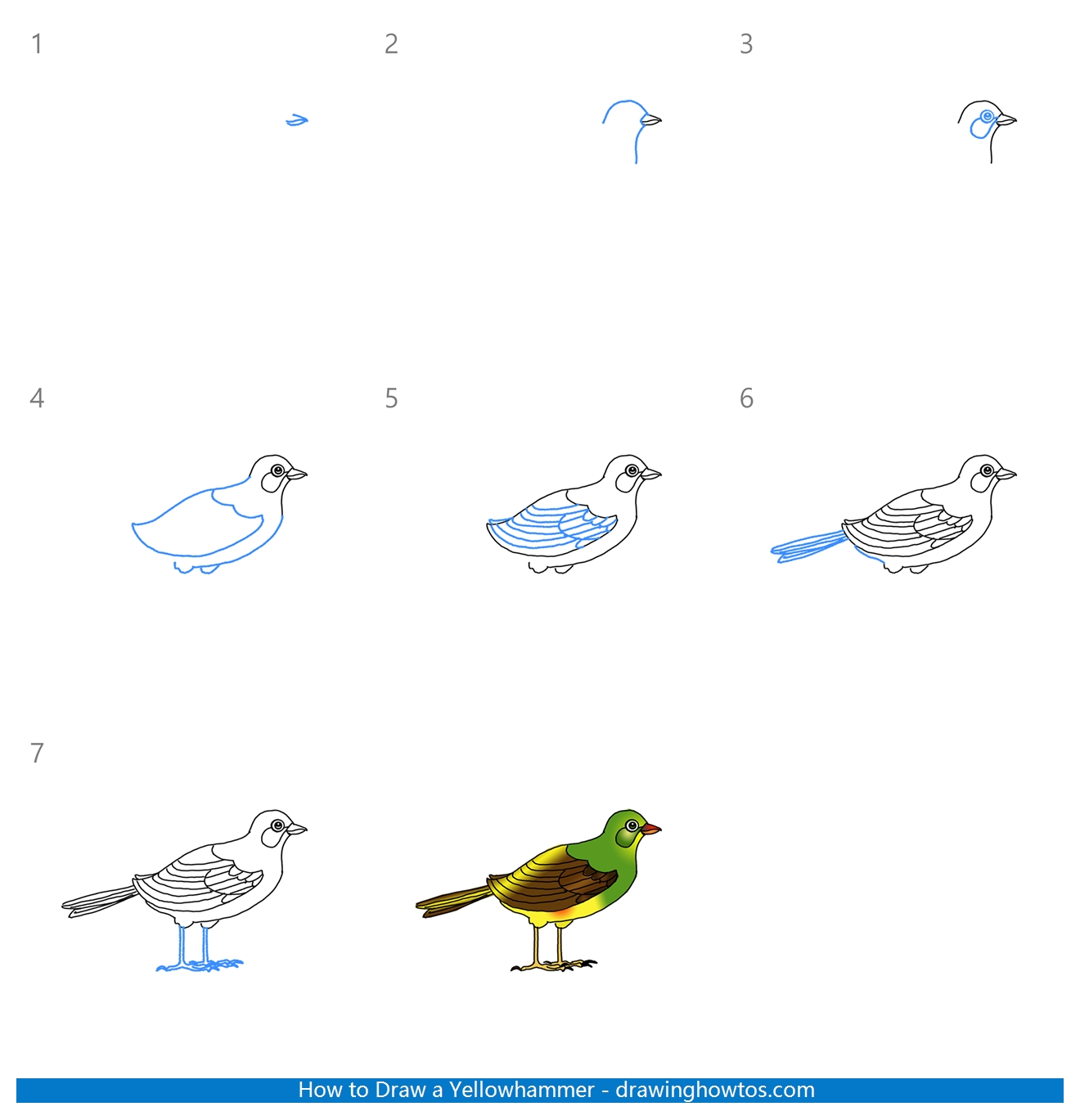 How to Draw a Yellowhammer Step by Step