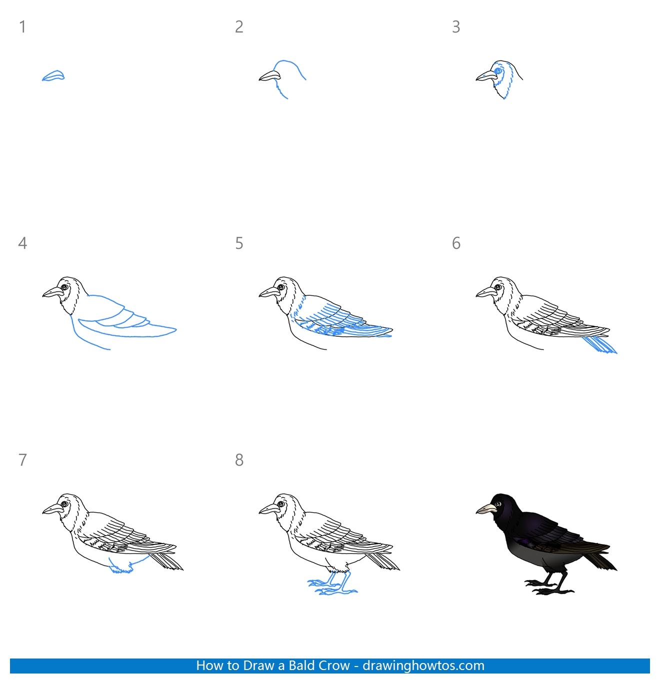 How to Draw a Bald Crow Step by Step