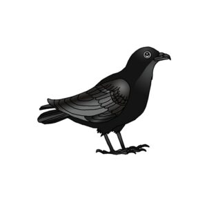How to Draw a Crow | Crow Easy Drawing