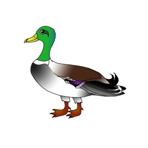 How to Draw a Mallard Duck
