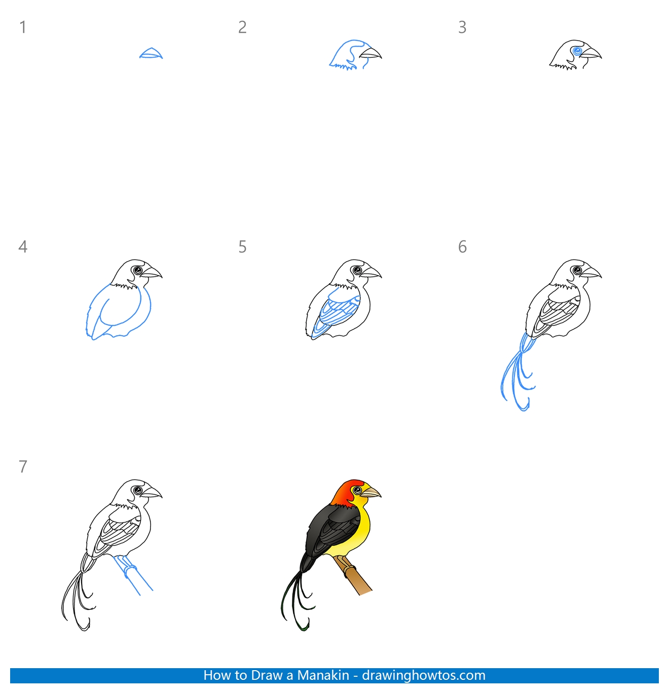 How to Draw a Manakin Step by Step