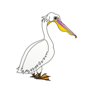 How to Draw a White Pelican | White Pelican Drawing