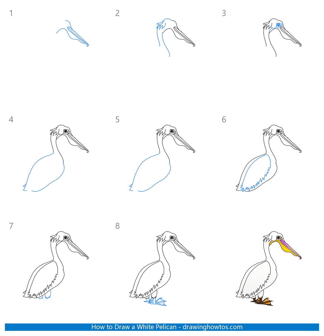 How to Draw a White Pelican Step by Step