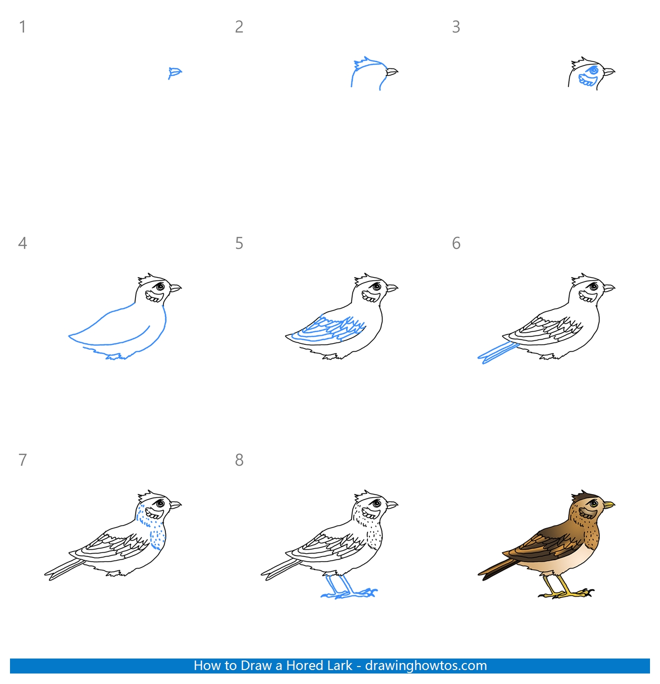 How to Draw a Horned Lark Step by Step