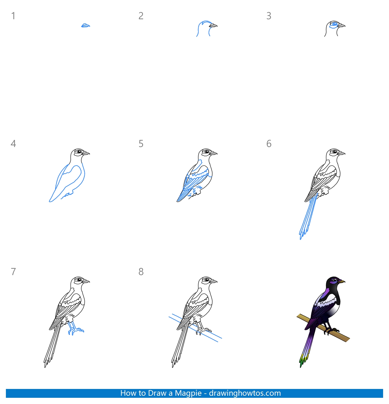How to Draw a Magpie Step by Step