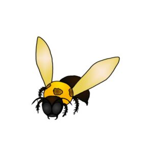 How to Draw a Carpenterbee Easy