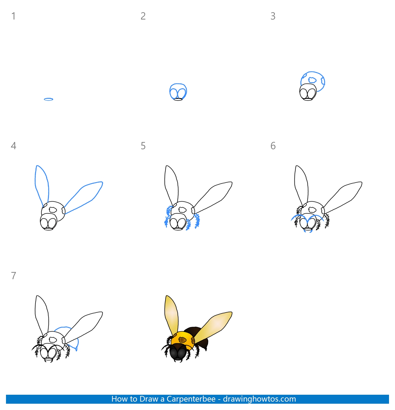 How to Draw a Carpenterbee Step by Step