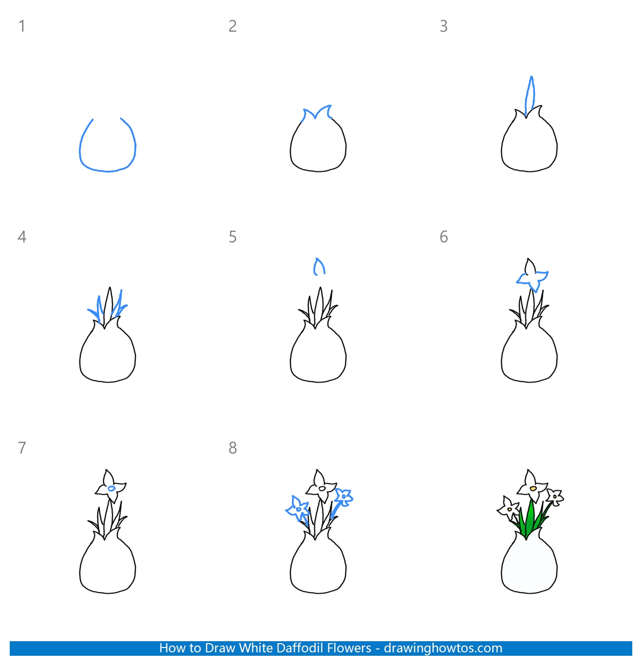 How to Draw White Narcissus Flowers Step by Step