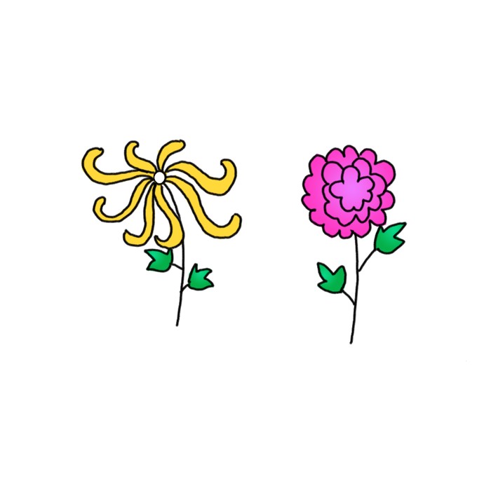 How to Draw Chrysanthemum Flowers Easy
