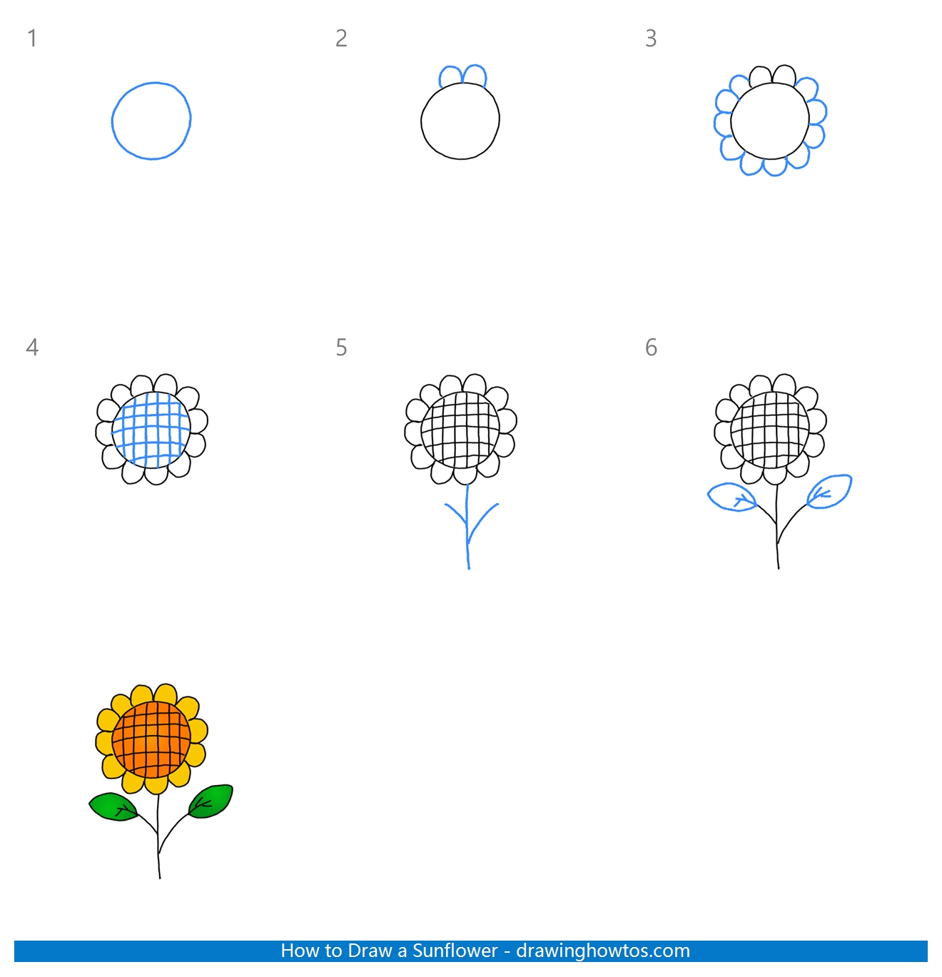 How to Draw a Sunflower Easy Step by Step