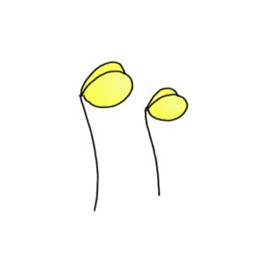 How to Draw a Bean Sprouts