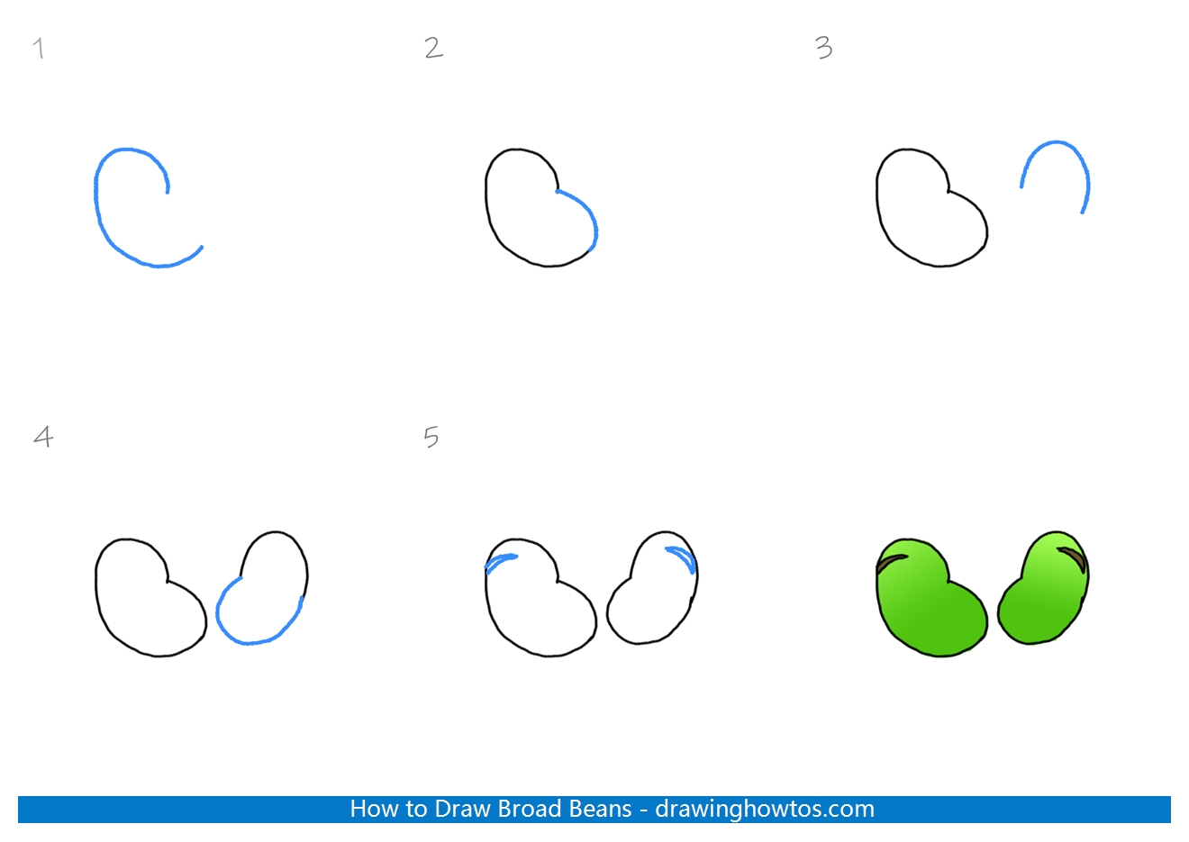 How to Draw Broad Beans