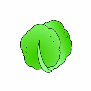 How to Draw a Cabbage Step by Step