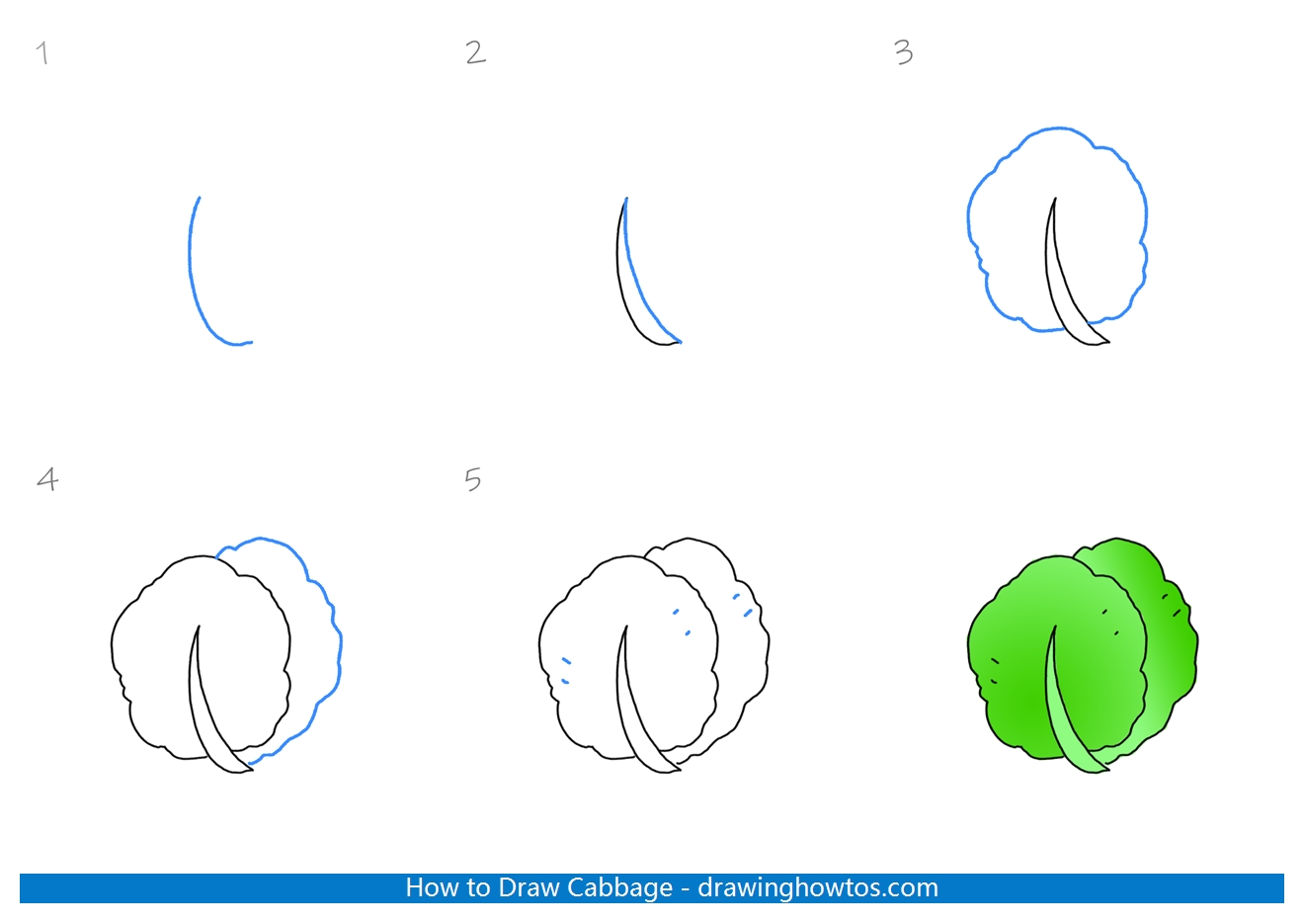 How to Draw a Cabbage Step by Step