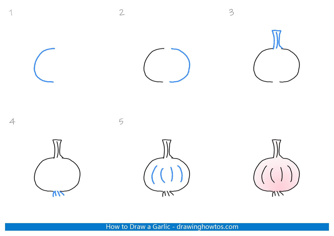 How to Draw a Garlic Step by Step