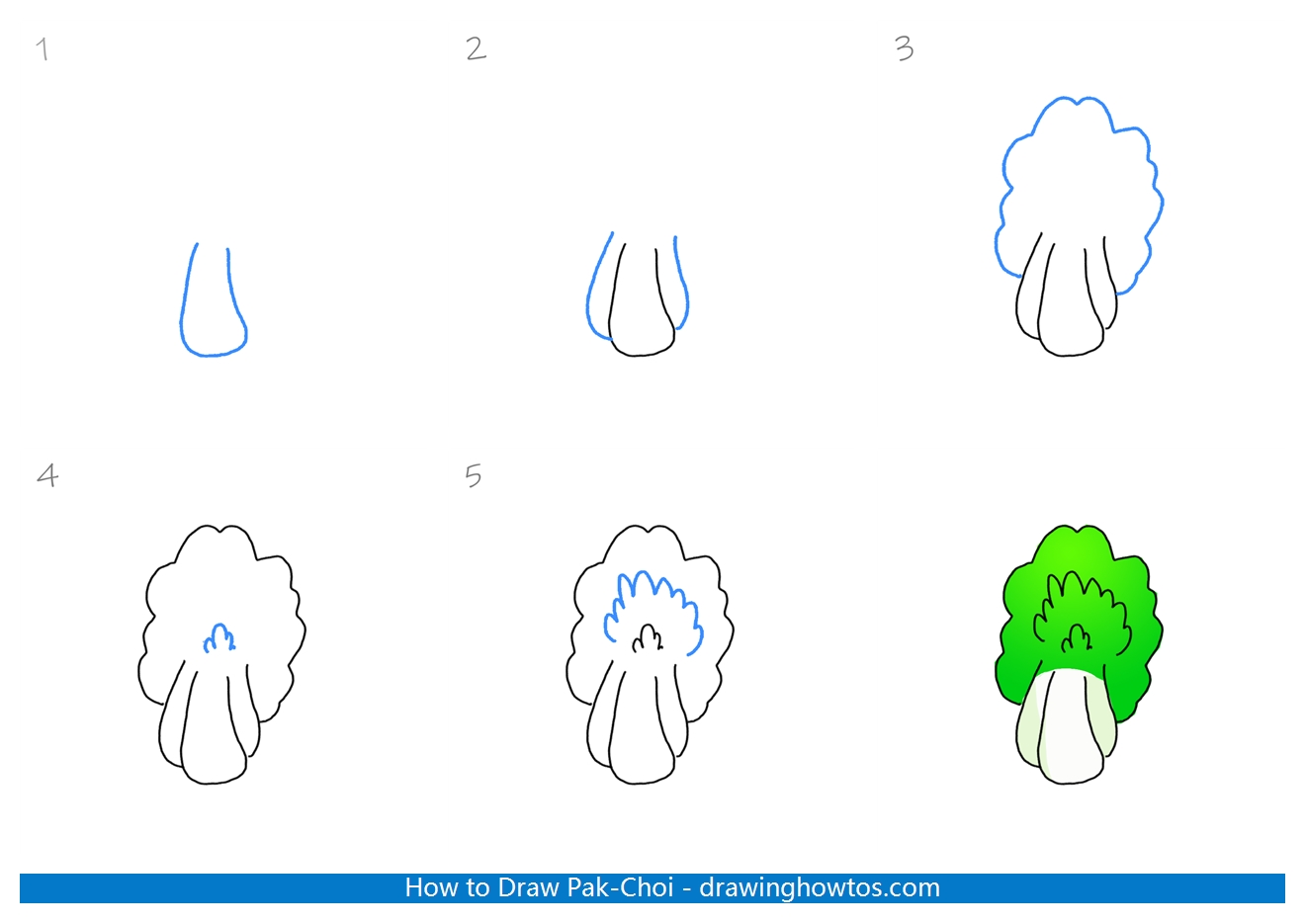 How to Draw Pak-Choi Step by Step