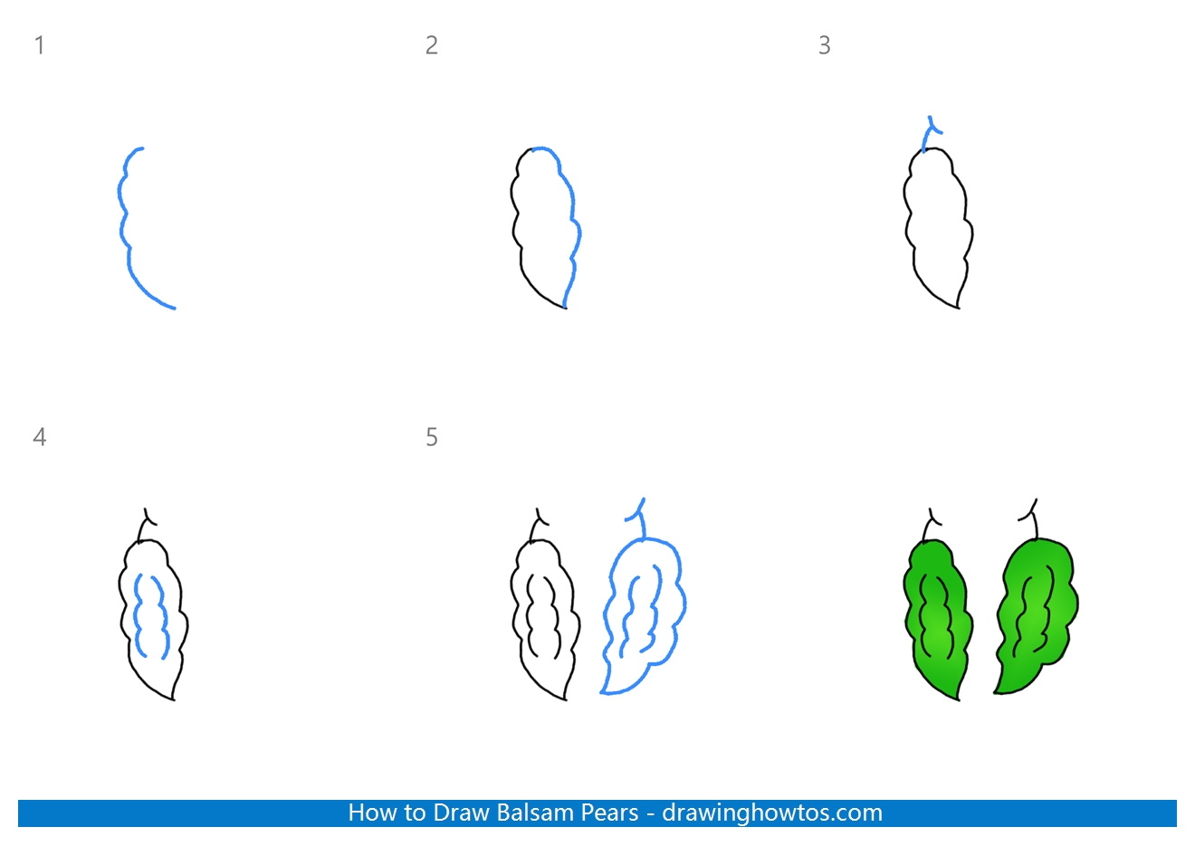 How to Draw Balsam Pears Step by Step
